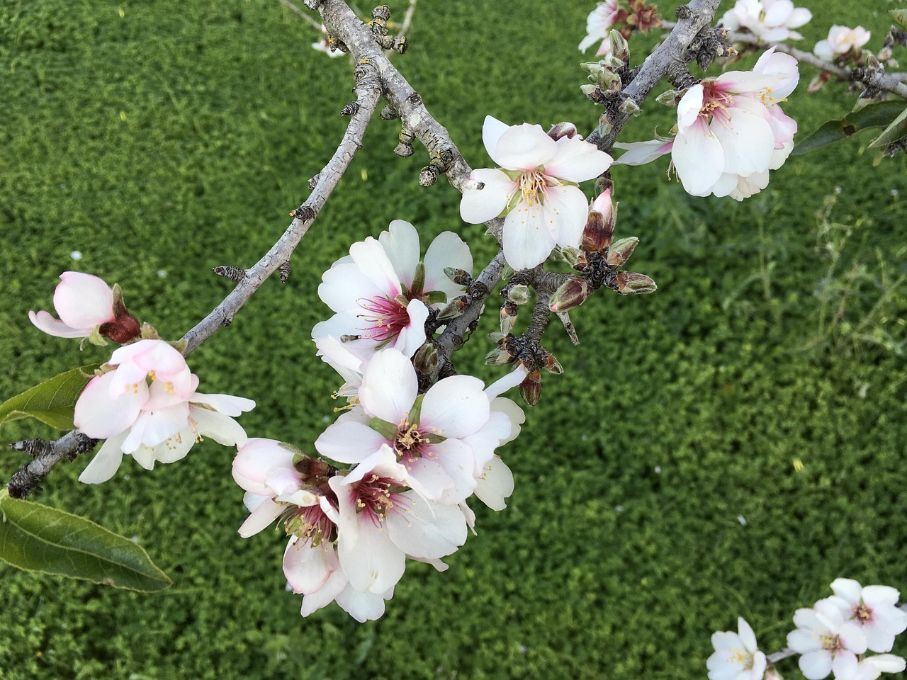杏仁 花 花的 - Pixabay上的免费照片 - Pixabay
