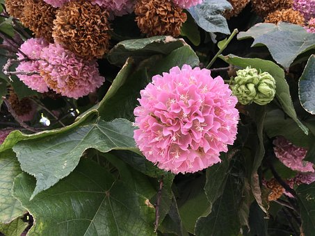 Blume, Blumen, Natur, Feder, Sommer