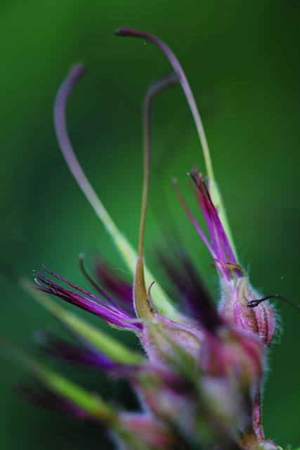 Makrofotografie, Blumen, Knospe, Blühen