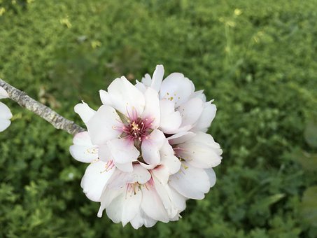 Mandel, Blüte, Natur, Rosa, Feder, Baum