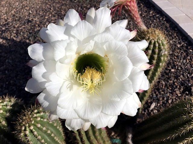 Free Cactus Argentina photo and picture