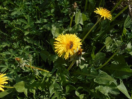 Free Dandelion Flower illustration and picture
