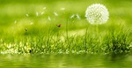 meadow, dandelion, ladybug