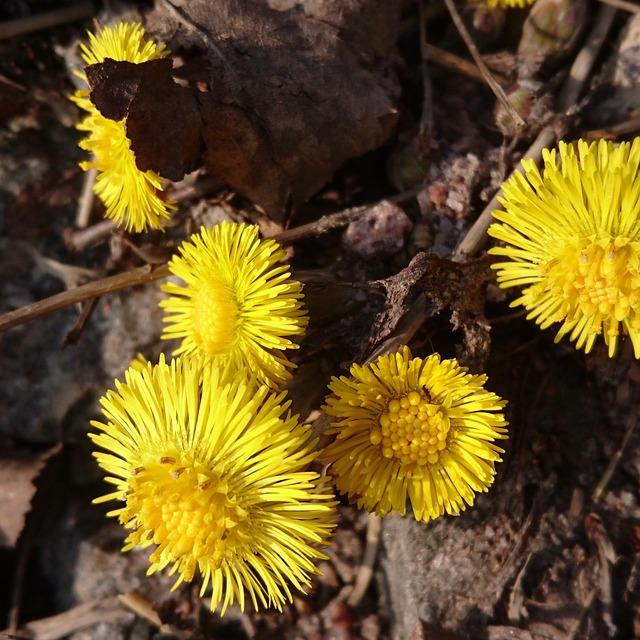 Free Widow'S Leaf Flower photo and picture