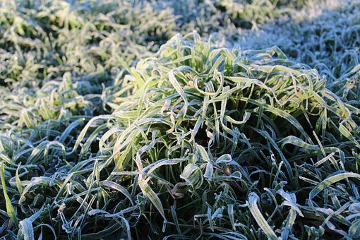 Free Herb Frost photo and picture
