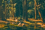 yosemite, national park, california