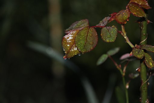 Free Roses Stem photo and picture