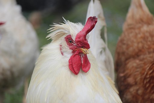 Free Animal Gallo photo and picture