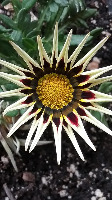 Free Beauty Flower photo and picture