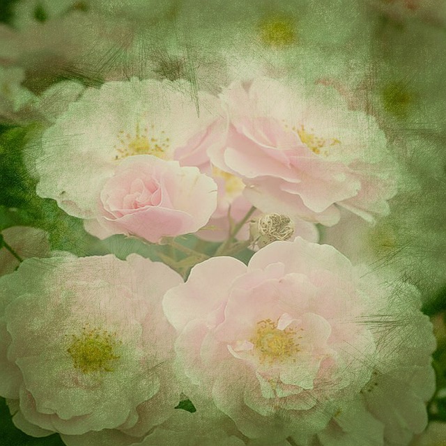 Rosen, Pfingstrosen, Hintergrund, Rosa
