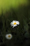 daisy, pointed flower, flower