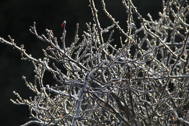 Árvore, Frio, Natureza, Frost, Inverno
