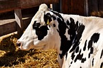 cow, beef, black and white