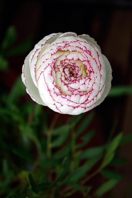 Free Spring Flower photo and picture
