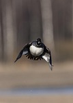 goldeneye, bucephala clancula, waterfowl