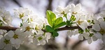 meadowsweet trees, meadowsweet flower, flowers