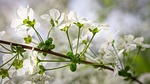 meadowsweet trees, meadowsweet flower, flowers
