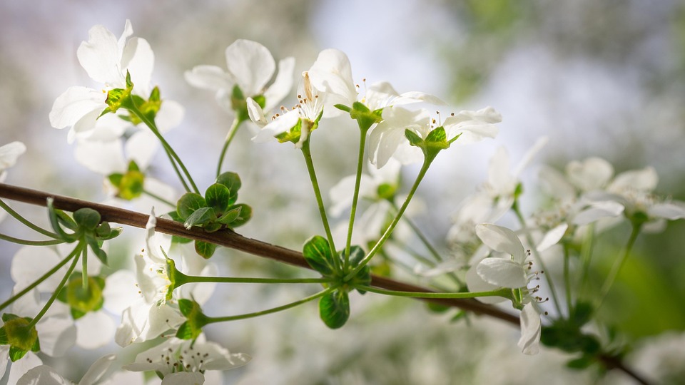 https://cdn.pixabay.com/photo/2017/04/13/12/58/meadowsweet-trees-2227515_960_720.jpg