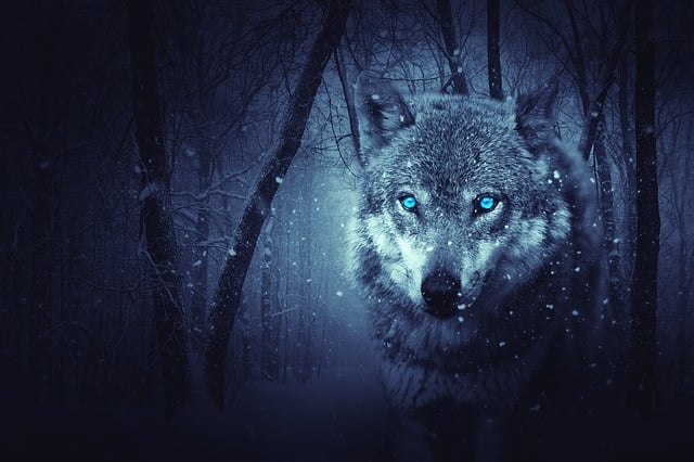 Free wolf forest nature illustration
