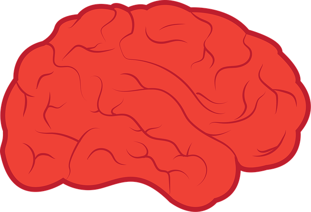 Download free HD stock image of Brain Neurology Free brain neurology mind vector
