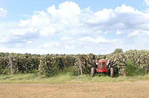 Rot, Traktor, Bauernhof, Grape Field