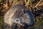 muskrat, river, ondatra zibethicu