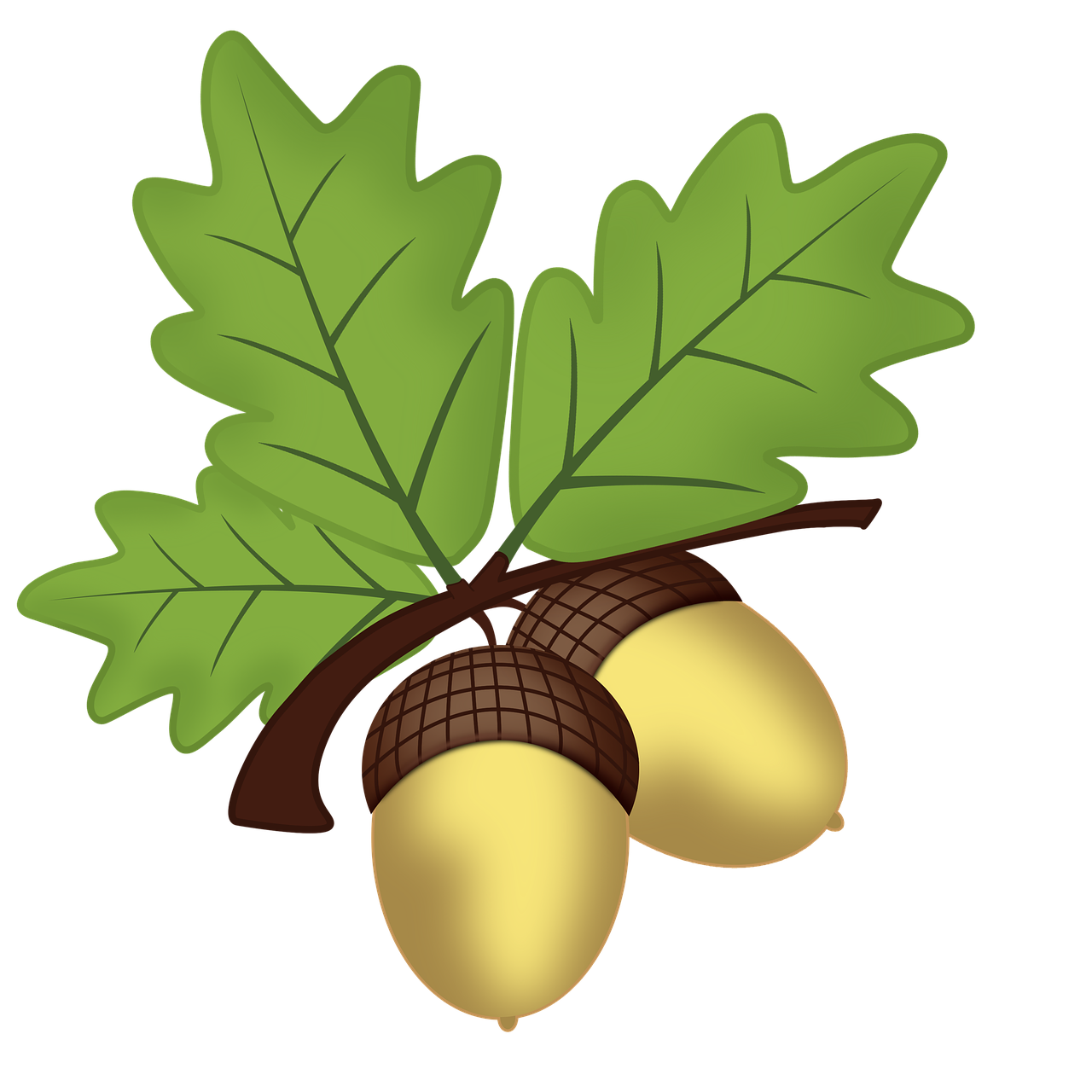 1 000 Free Acorns Nature Images Pixabay