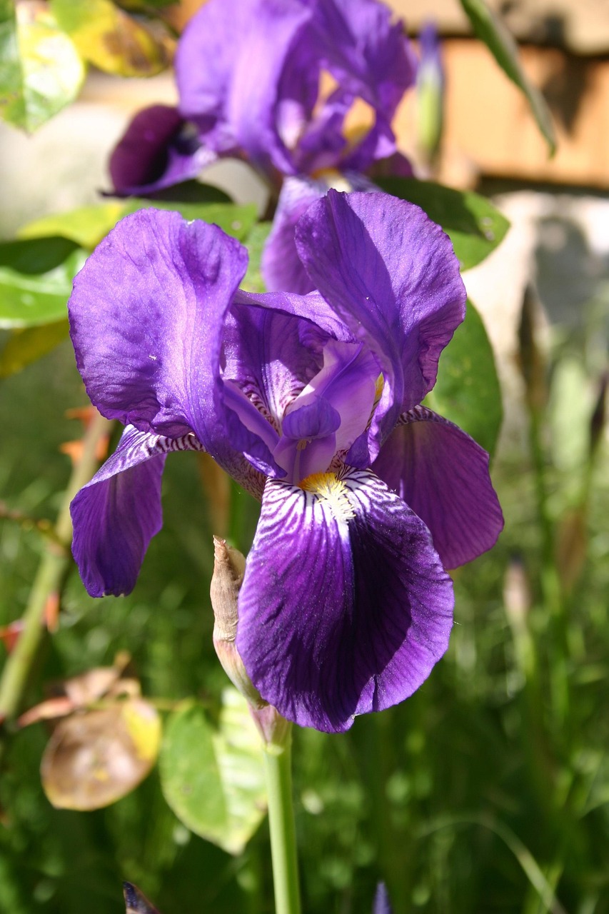 Iris Flower Garden Free photo on Pixabay Pixabay