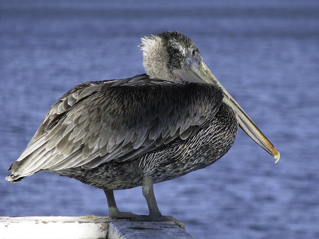 Free Pelican Usa photo and picture