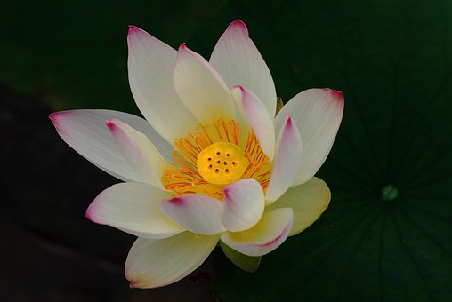 Impotence, Lotus, I, Buddha by JOHN_KIM Impotence, Lotus, I, Buddha