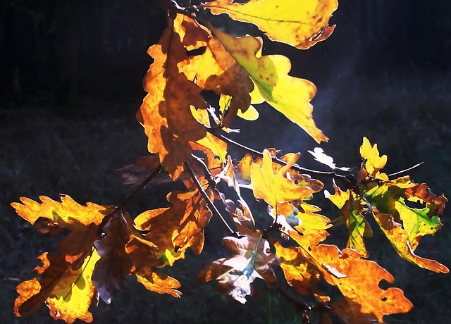 Autumn Leaves Backlighting Mark - Free photo on Pixabay - Pixabay