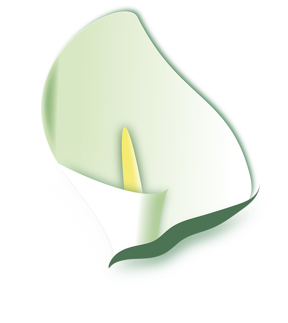 Free calla flowers spring vector
