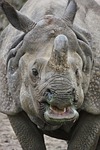 indian rhinoceros, rhino, zoo