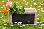 roses, gift, board