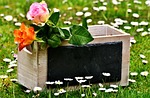 roses, gift, board