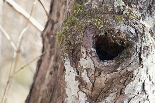 Baumknoten, Heart Shaped Baum Knoten