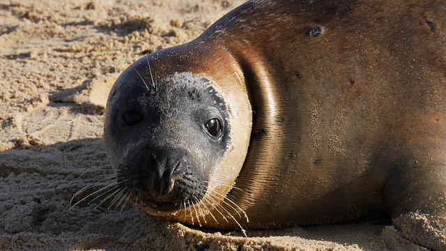 Free Grey Seal Horsey Beach photo and picture