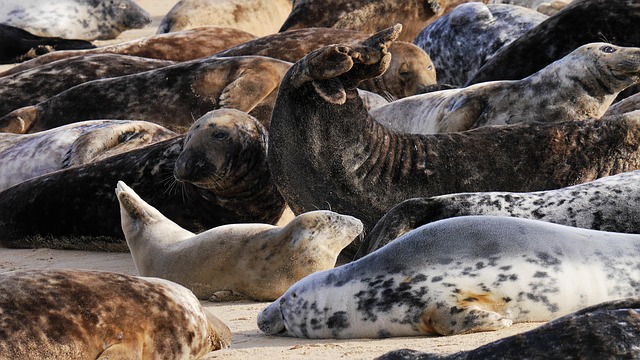 Free Grey Seals Horsey Beach photo and picture