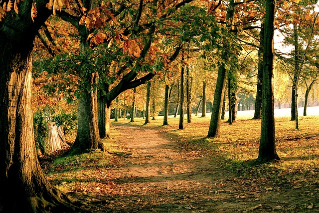 Nantes, Herbst, Wald, Bäume, Herbsttag