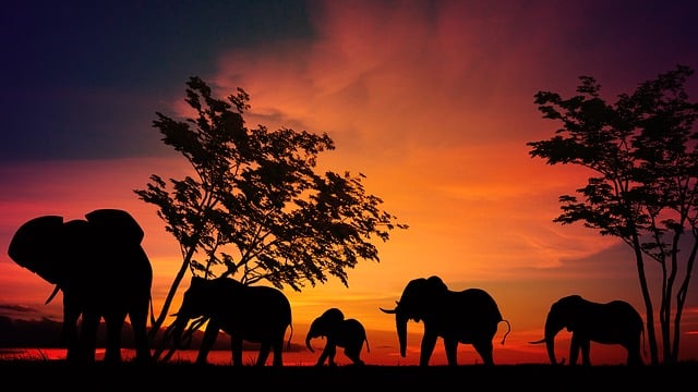 Free elephant africa savannah illustration