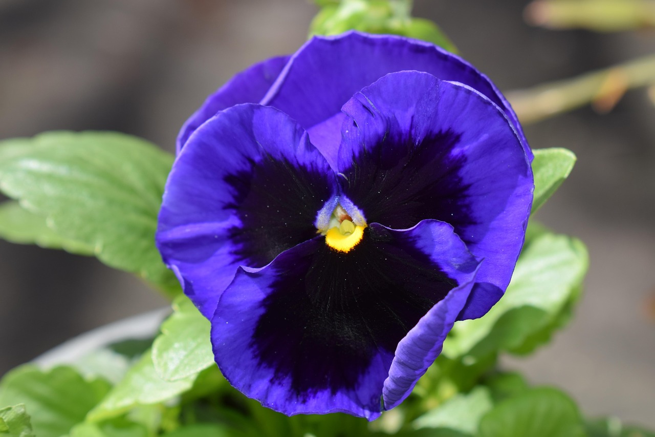Flower Beauty Free photo on Pixabay Pixabay