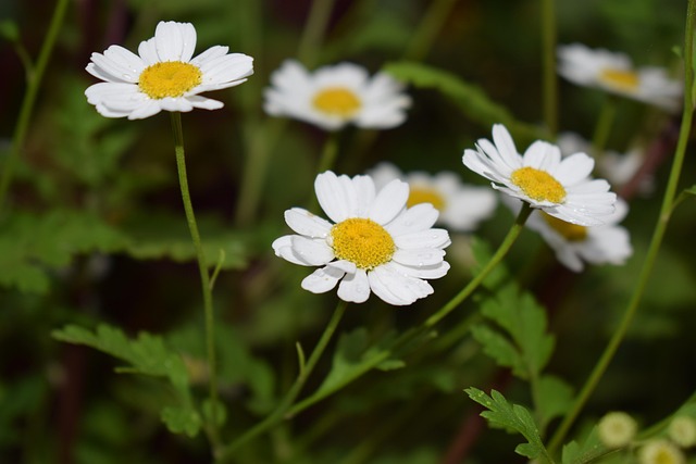 Curte, Tapet Cu Flori, Floare, Flori