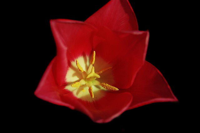 Free Flower Nature photo and picture