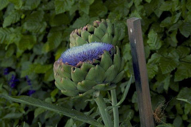 Artischocke, Blüte, Artischockenpflanze