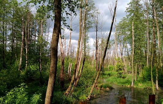 Copaci, Parc, Râu, Pârâu, Natură, Vară