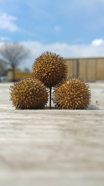 Free Three Balls Chestnut photo and picture