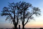 tree, winter, kahl