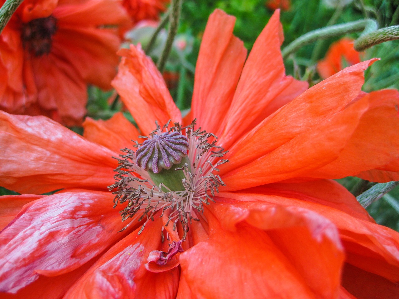 罂粟 花 夏天 - Pixabay上的免费照片 - Pixabay