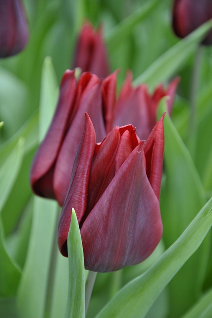Free Tulips Holland photo and picture