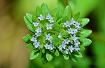 nature, flower, flowers